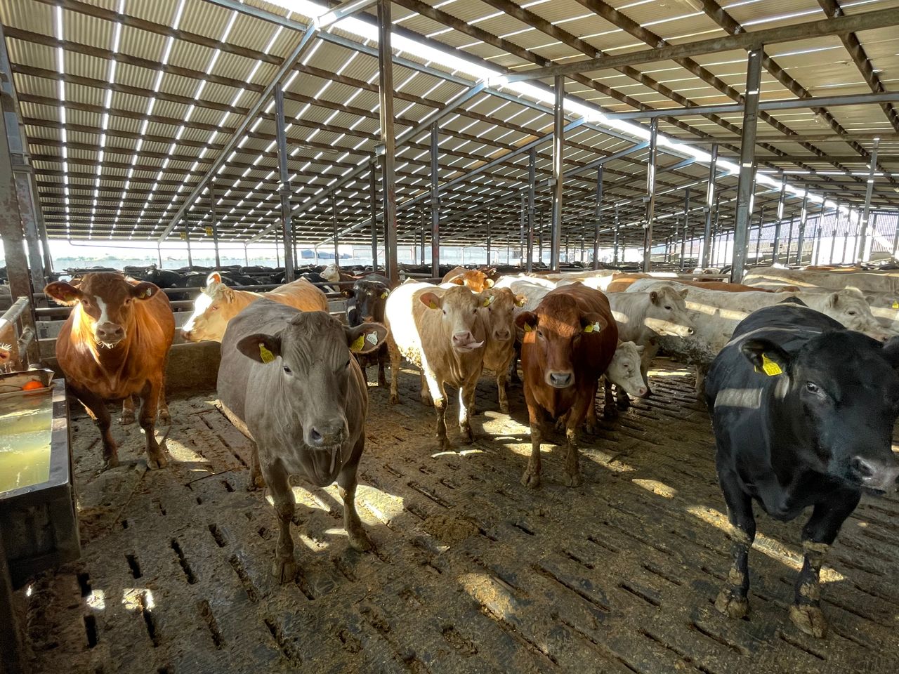 Beef Focus: Meath beef farm finishing 5,000 cattle/year
