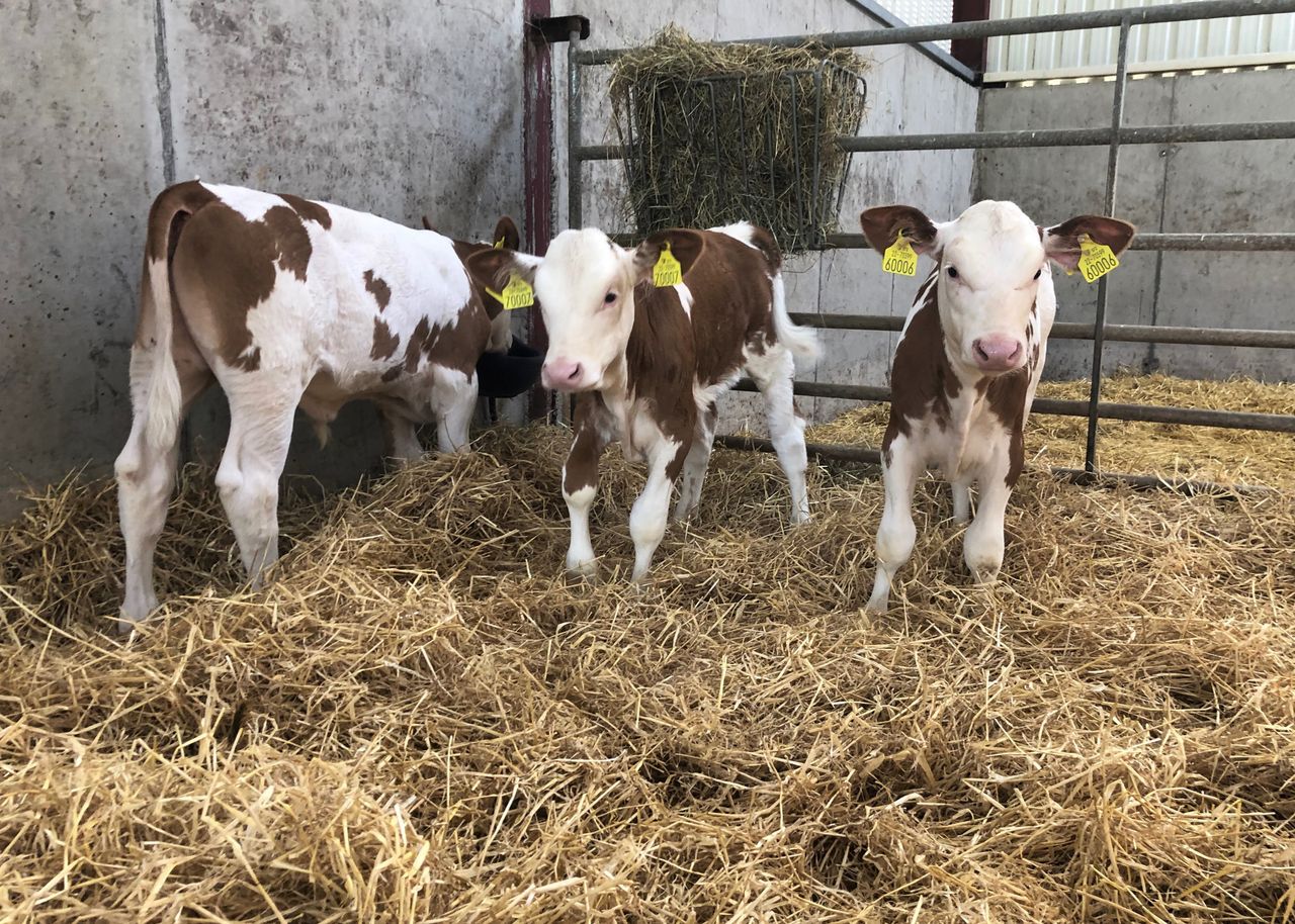 Tackling crypto scours in young calves this spring