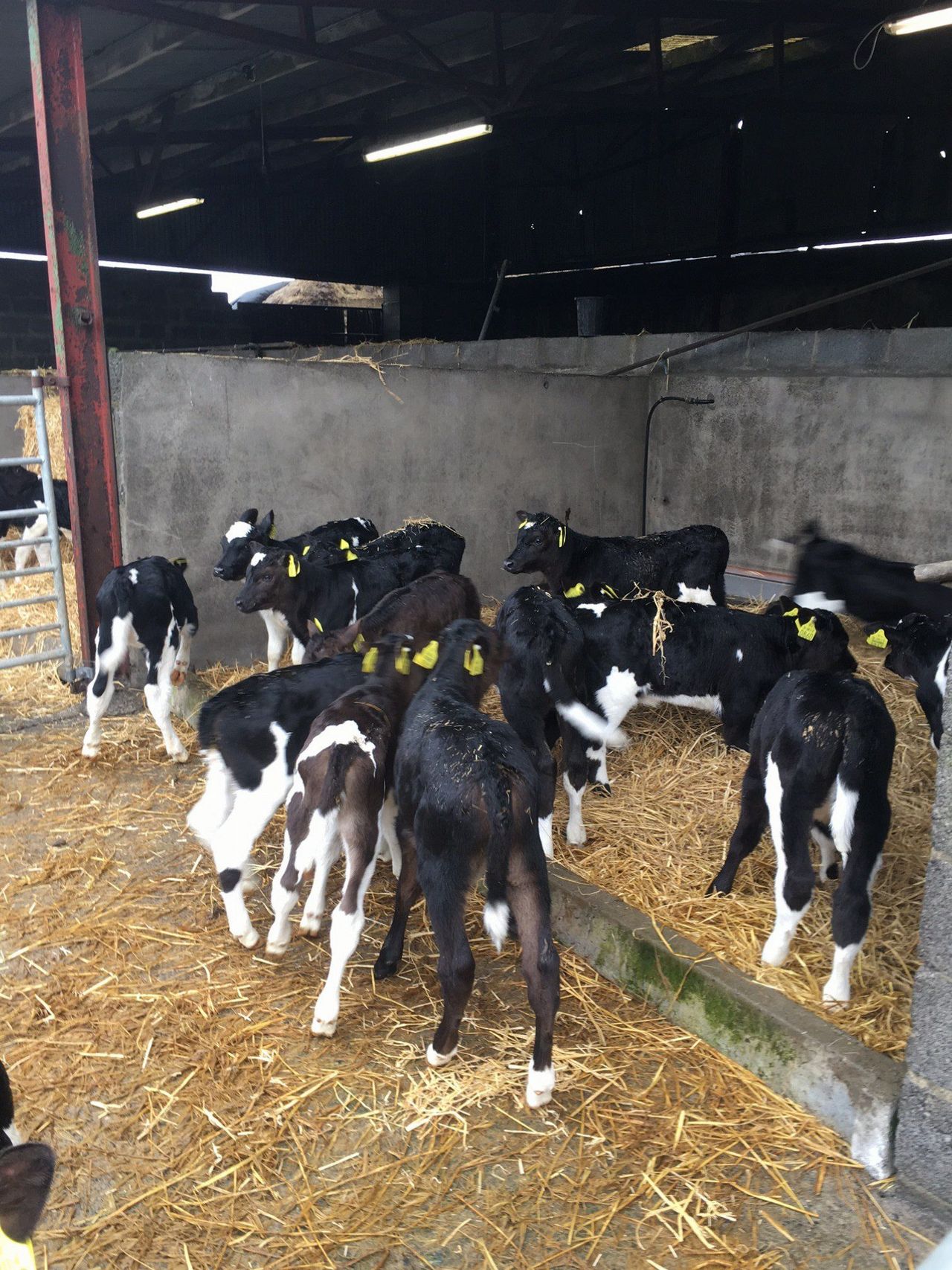 Bord Bia says 2016 will be a good year for Irish calf exports to Spain