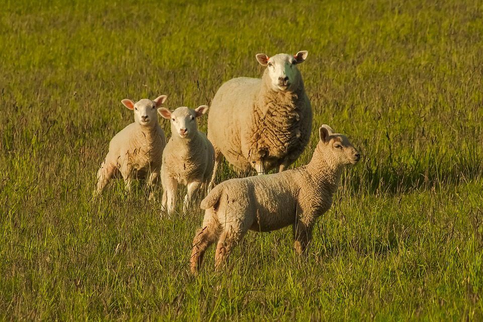 'Sharp lamb price-cuts which undermine the market are very damaging'