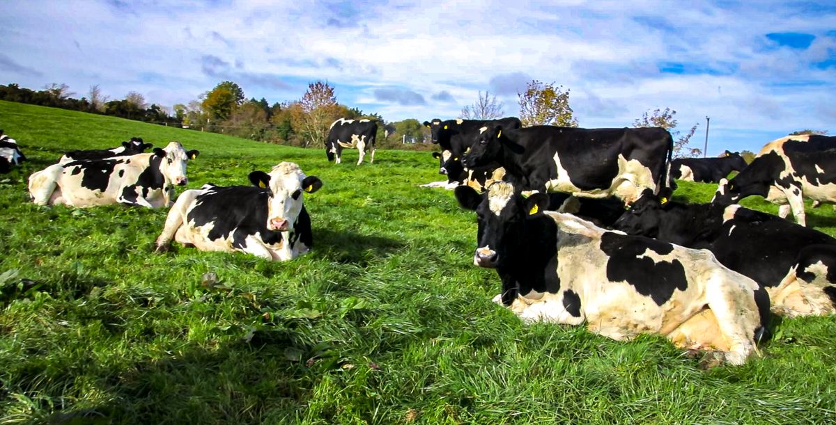 Dairy reduction scheme 'off the table' - minister
