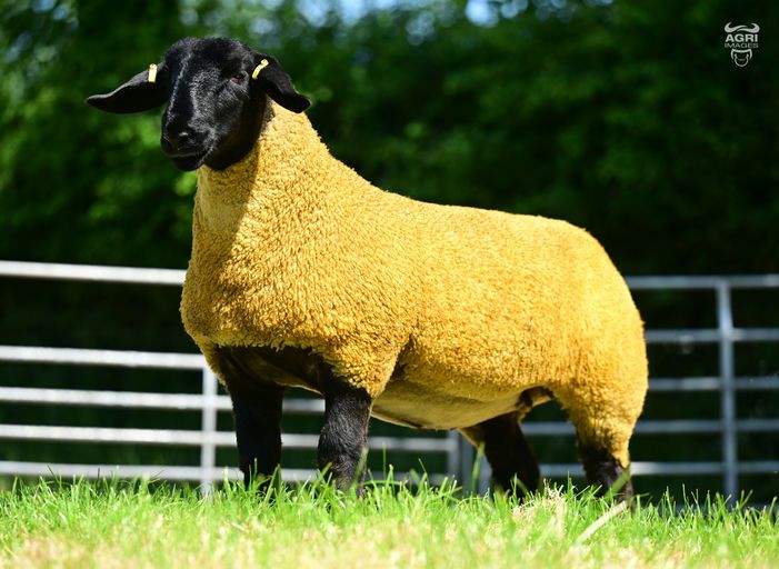 Kilduff Elegance went for £2,900
