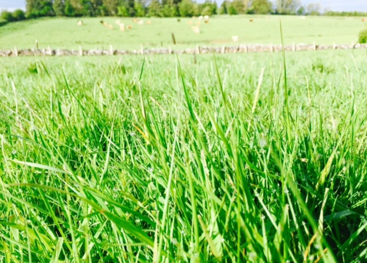 Grass is Ireland's most important crop - ICMSA
