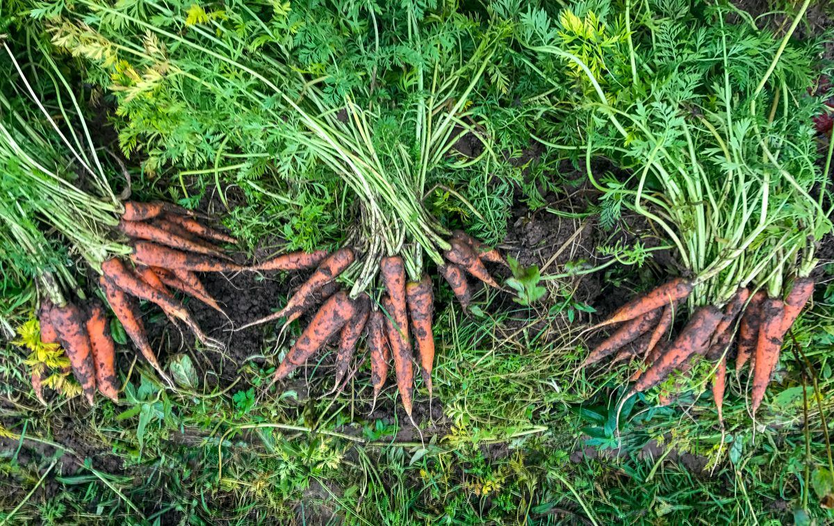 Tillage focus: Organic vegetables from the farm gate to your Christmas dinner plate