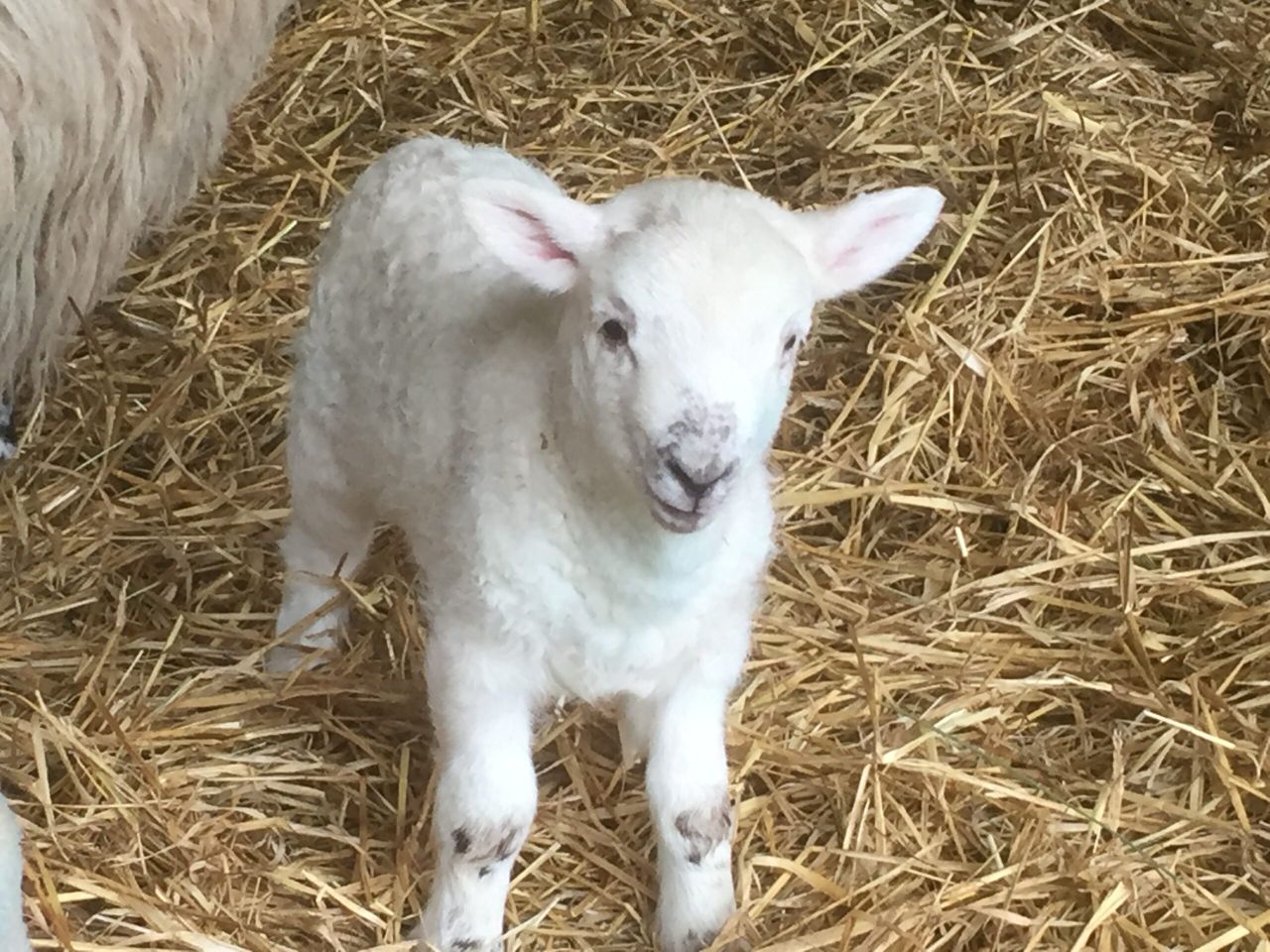Schmallenberg outbreaks on the increase in England