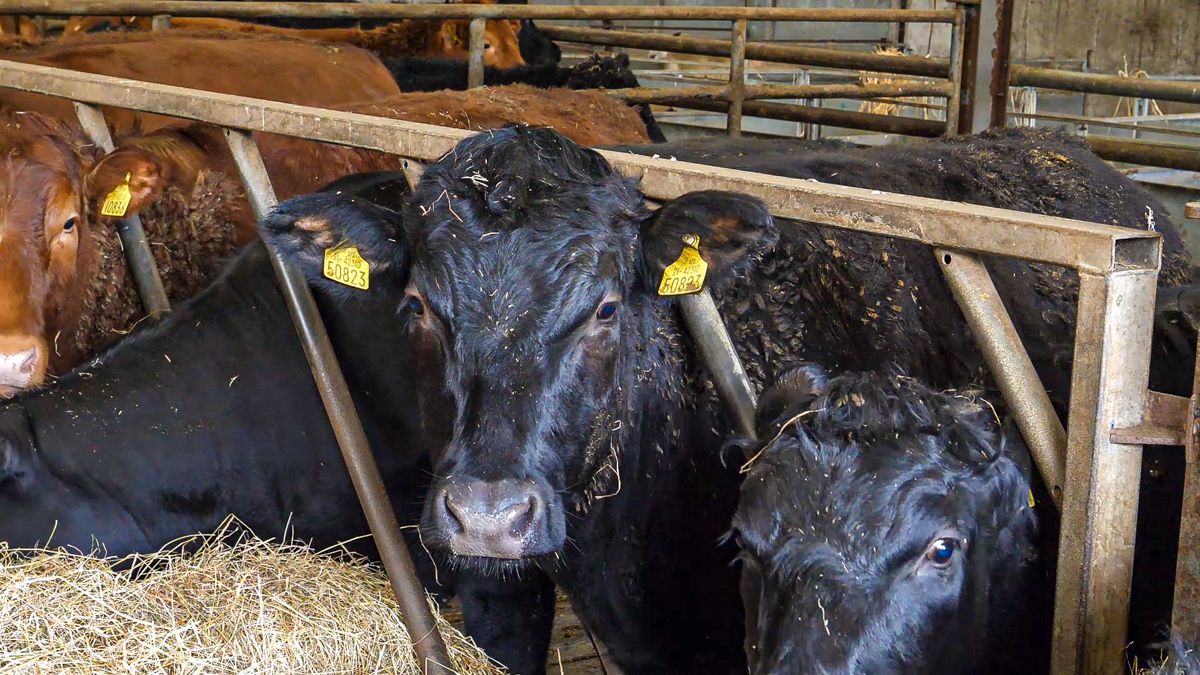 Factory quotes: Beef prices for the first week of 2022