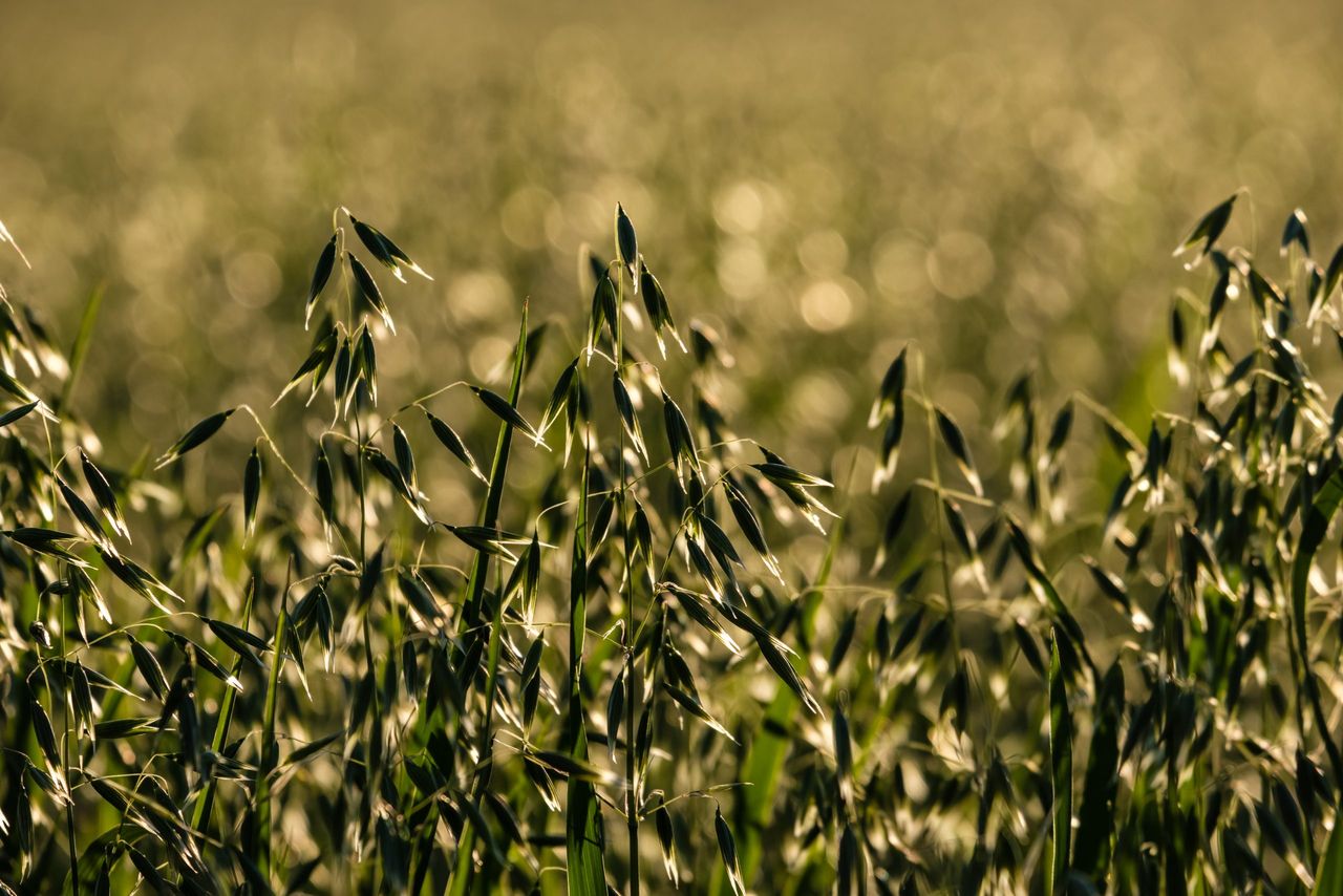 Winter cereals drive 15% surge in Ireland’s 2025 harvest