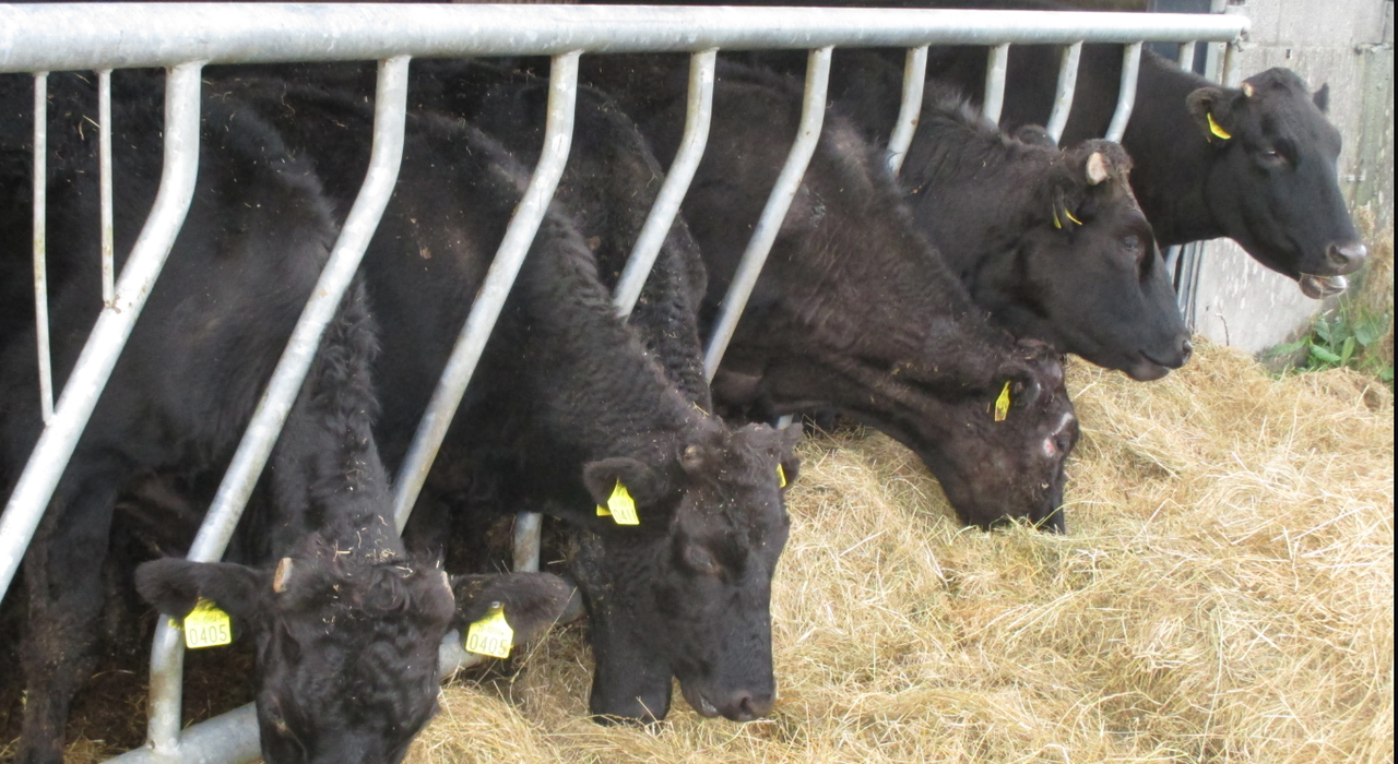 Information evenings organised for Wagyu breeding and benefits