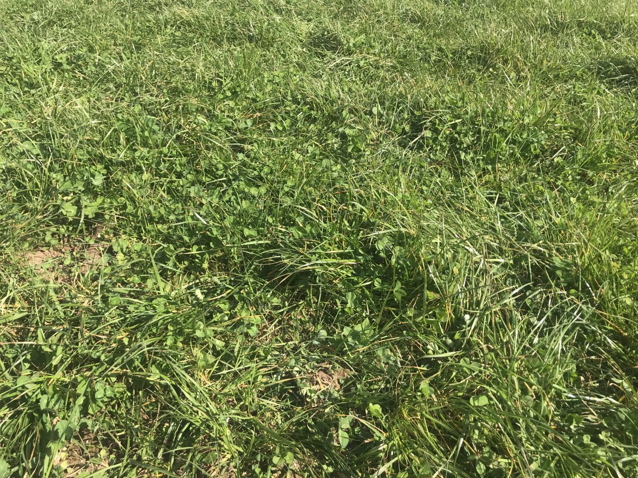 Red clover silage swards growing 15t of DM without nitrogen
