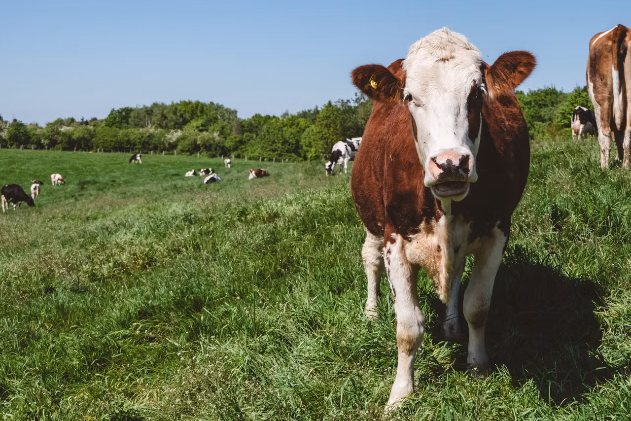BSE rears its head in a cow in Scotland