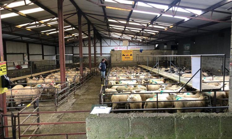 Stores and cull ewes dominate the sale at Delvin Mart