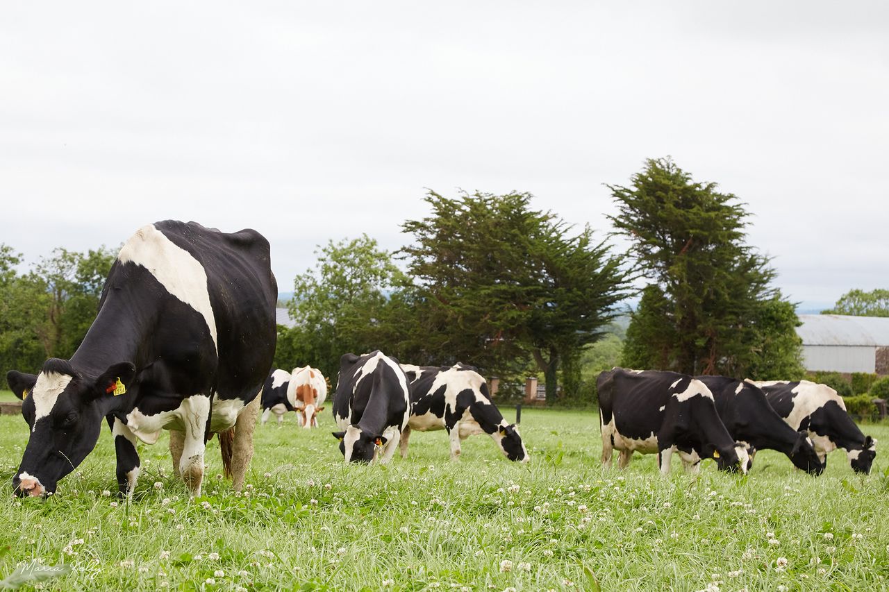 Irish Holstein Friesian Association open day set for July 7