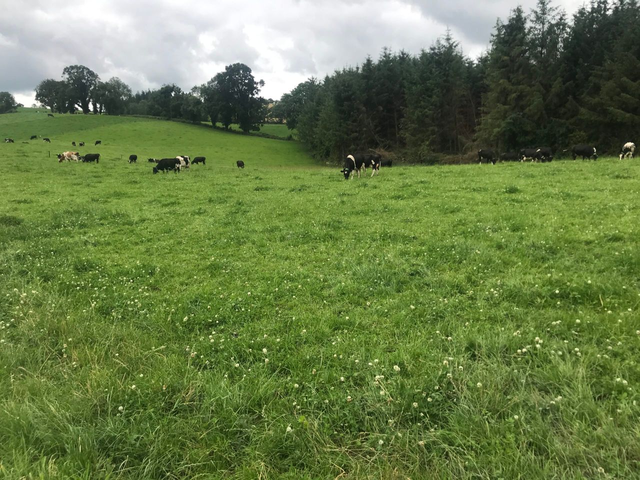 Ballyhaise accelerating clover research in BMW region