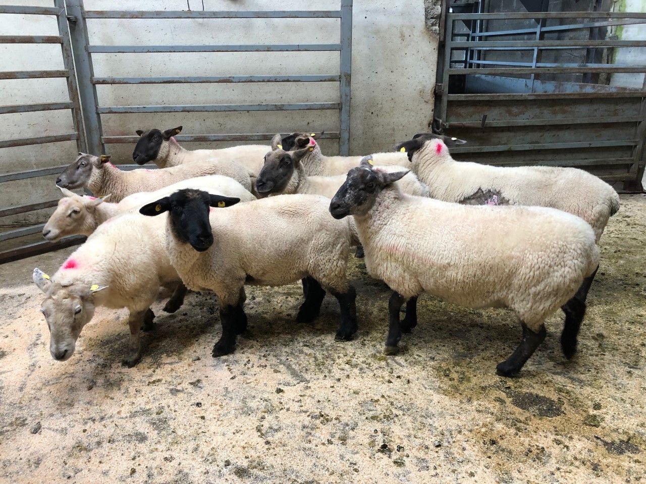 Sheep marts: Strong demand for well-fleshed cast ewes
