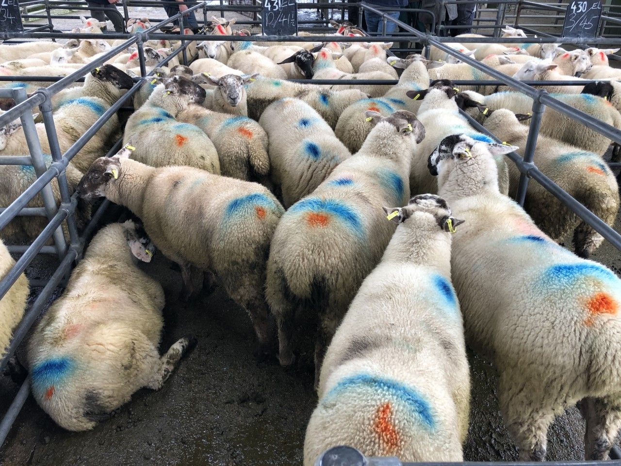 Sheep marts: Heavy lambs remain scarce