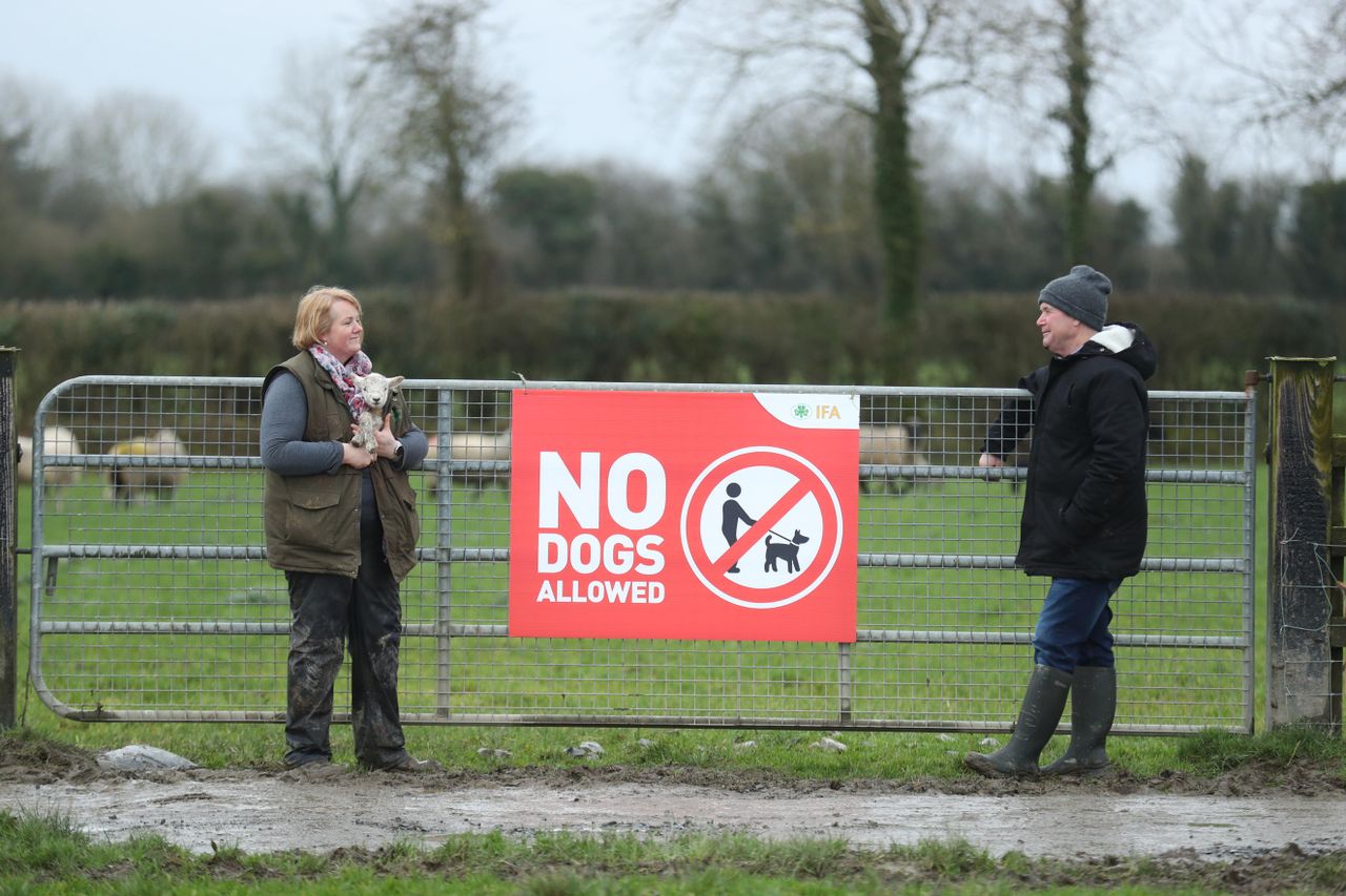 Minister urged to expedite legislation to prevent dog attacks on livestock