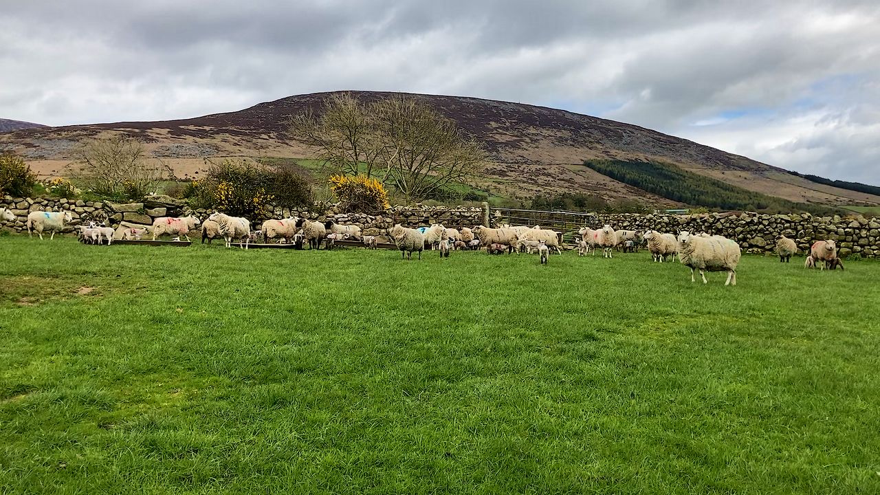 Met Éireann: Mild, breezy bank holiday with some rain