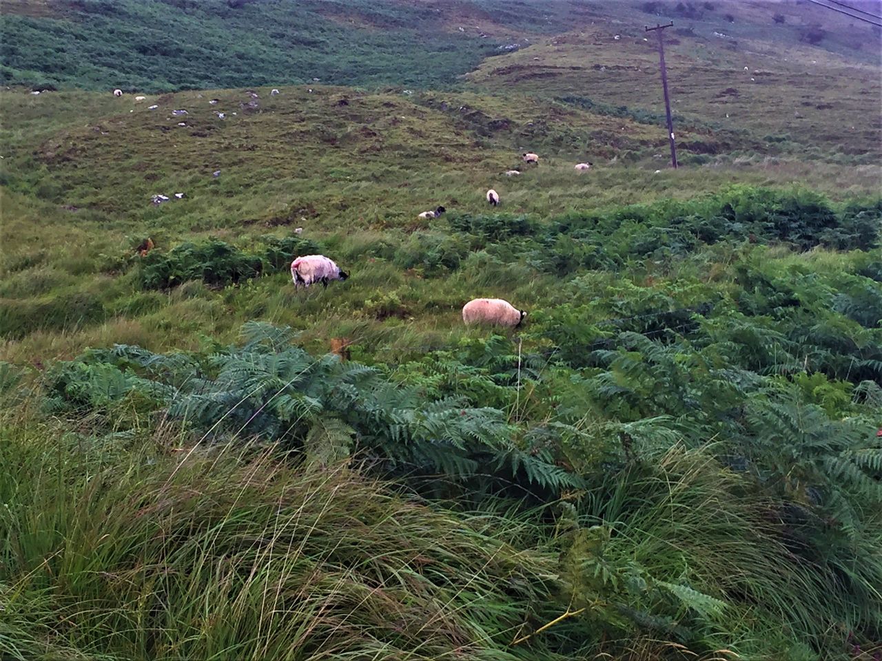 Meeting specifications key to future success of hill lamb