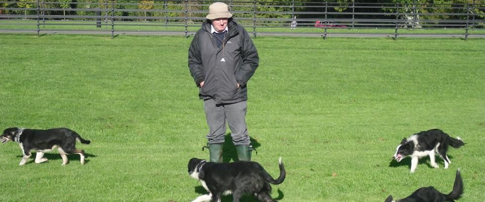 The Irish National Sheepdog trials start this week, but what does it take to train a good sheepdog?