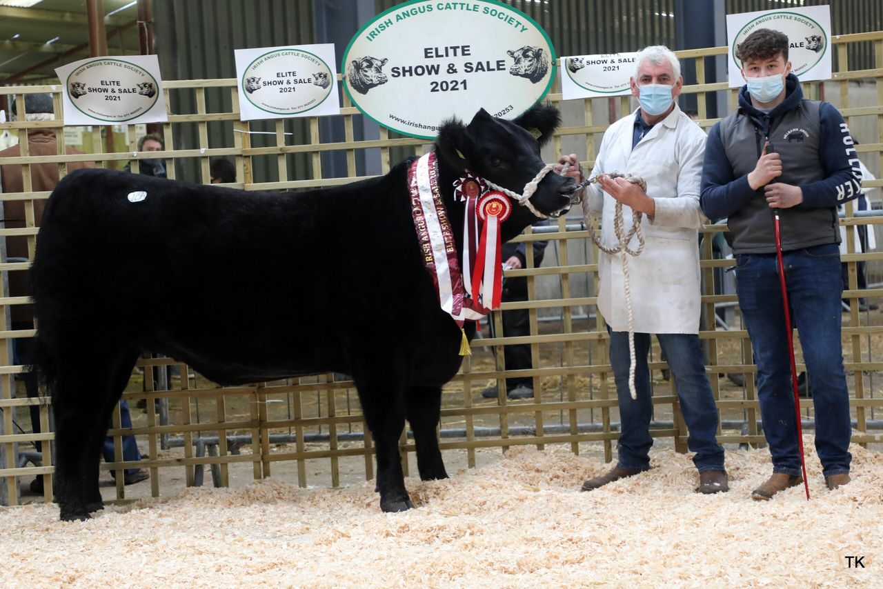 More than 100 Angus cattle to feature in Carrick sale