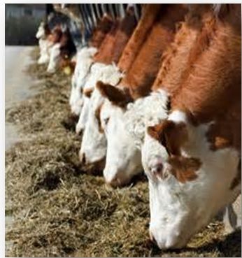 Sinn Fein MEP calls for Irish meat 'cartel' investigation