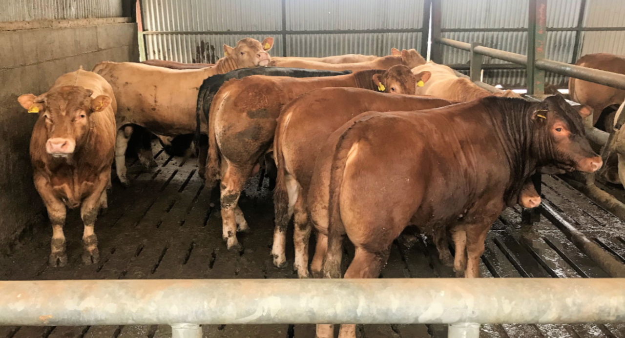 Number of CFU herds rise but supplies from these decline in 2025