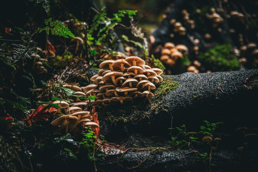 Galway winner of photo competition on 'trees and biodiversity'