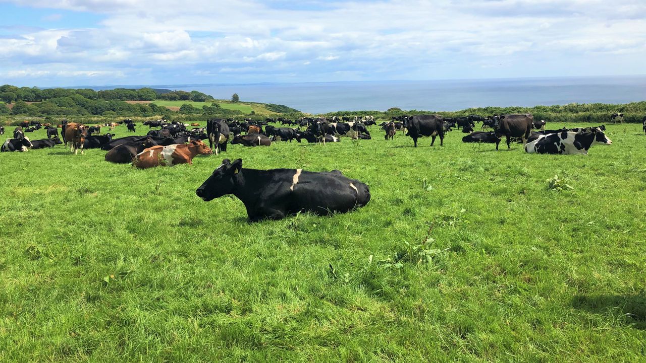 Top spring-calving dairy farmers making €992/ha more than the average