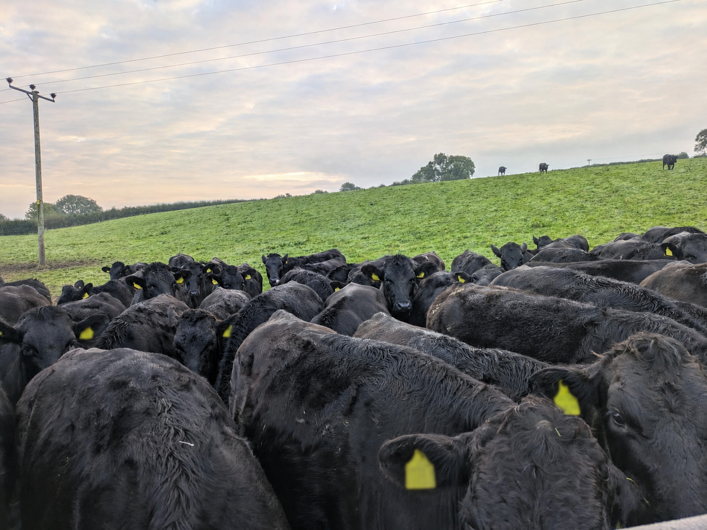 Abp Slaughter ABP announces acquisition of German beef processing facility - Agriland.ie