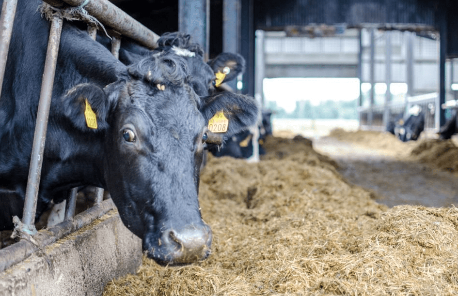 Which breed of cow is best suited to once-a-day milking?