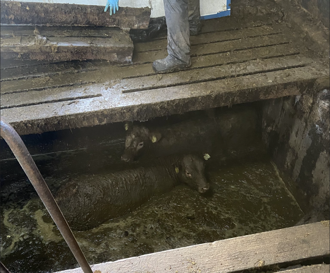 Close call as slats give way in livestock shed on Offaly farm