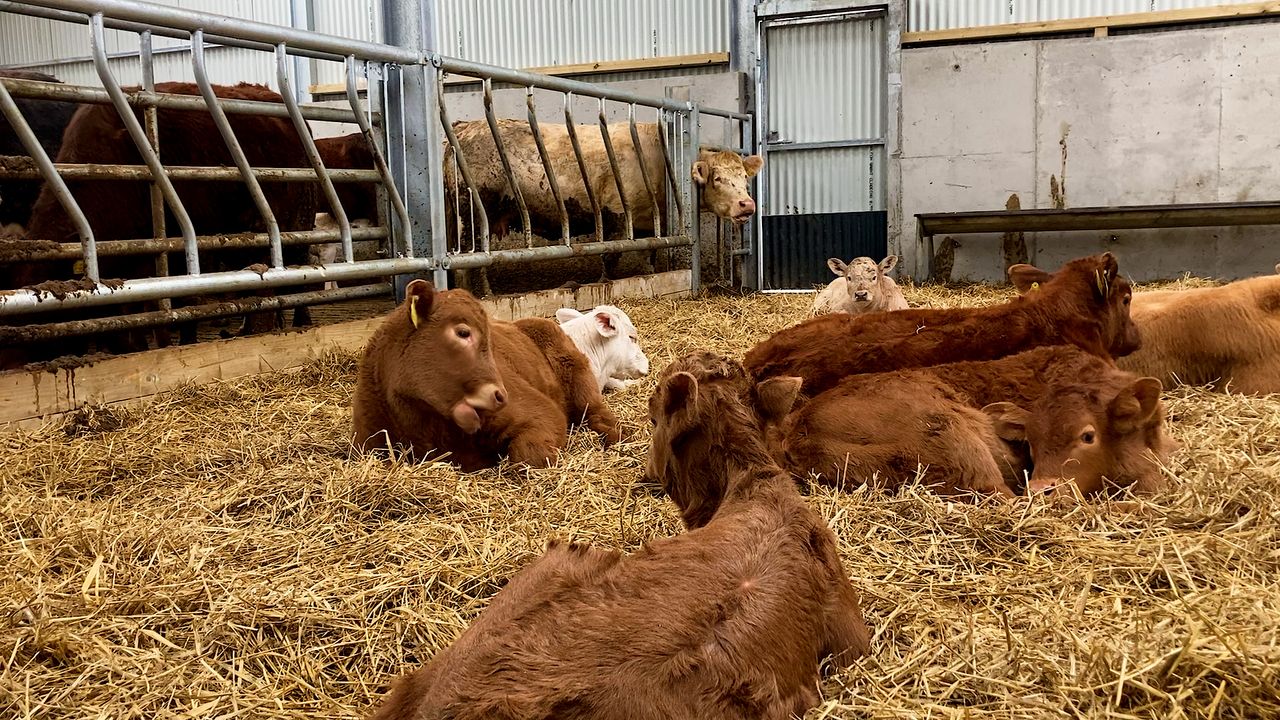 Calf registrations fall behind 2021 figures