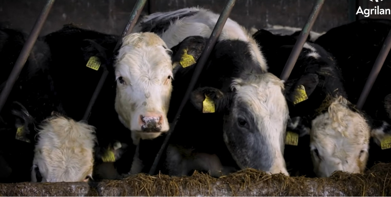Sire traits key to calf growth on ABP Demo Farm