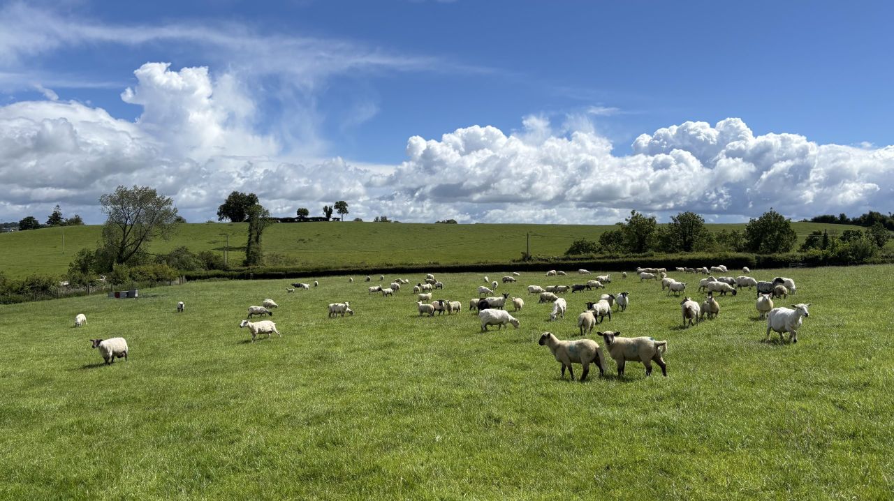 Sheep trade: Spring lamb price offers of €9.90/kg tabled again this week