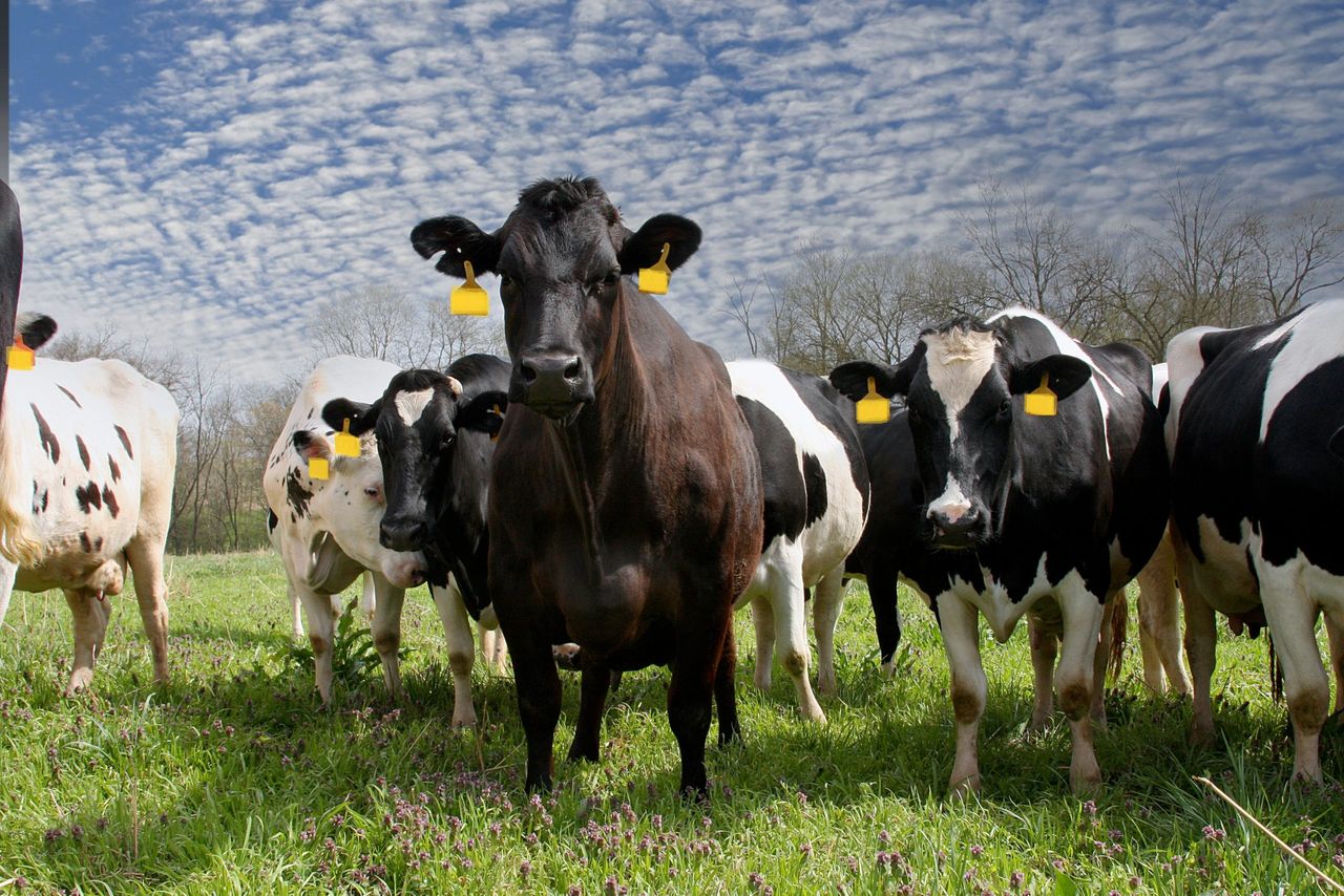 Pulling the bull as breeding wraps up
