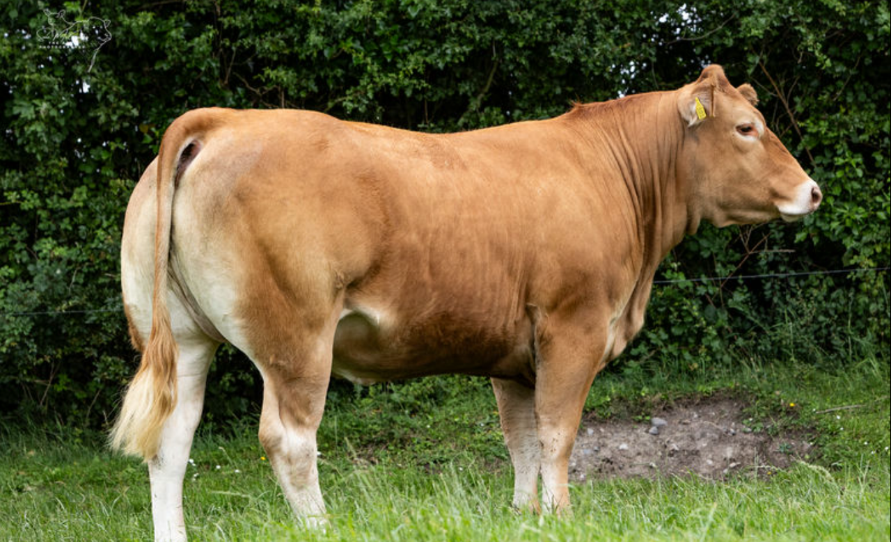 Top price of €13,200 at Keltic 'Classy Lassies' sale