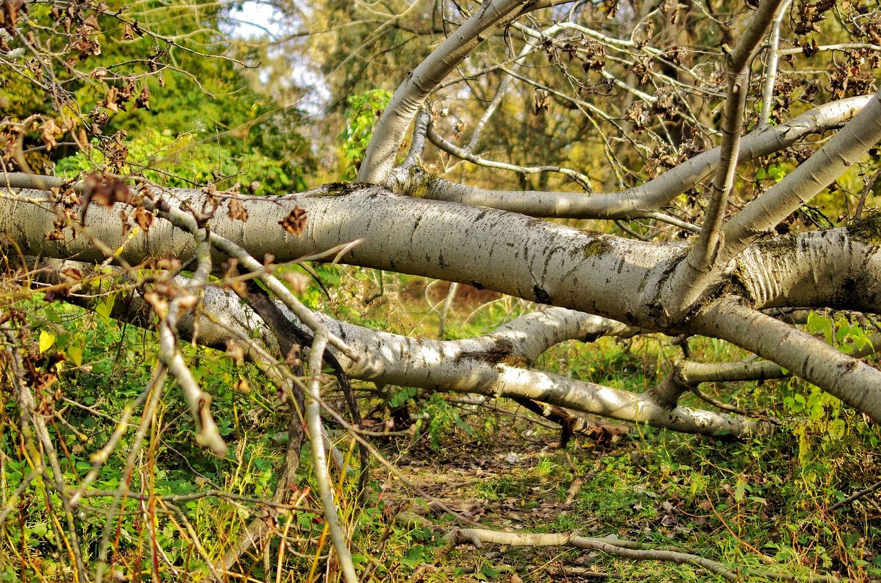 'Lot of concern' over proposed legislation for forestry corridors to protect overhead lines