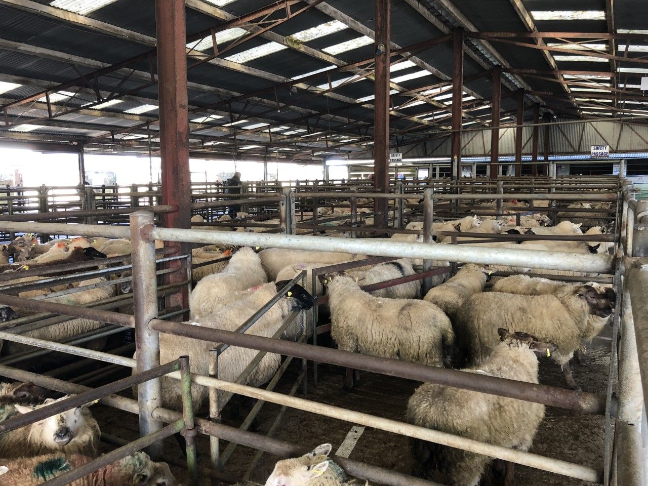 Tullow Mart: Heavy lambs top out at €128/head; stores a flying trade