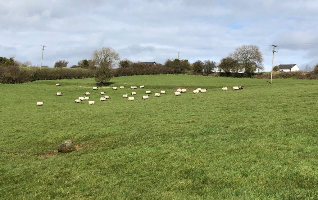 Moving on lesser-priority stock to preserve grass supplies