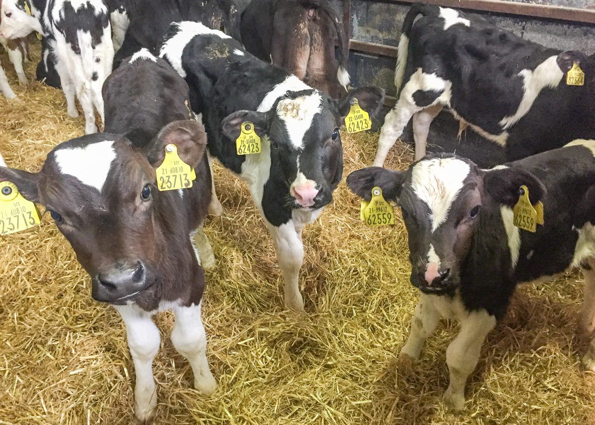 BVD prevalence down 84% since 2013