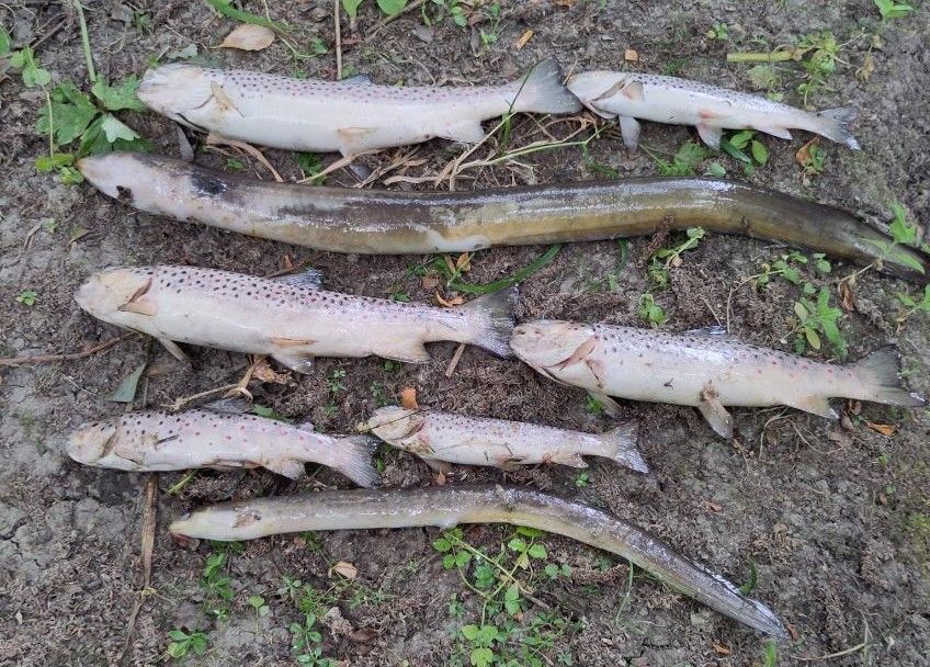 Dead brown trout and eel found by IFI at Tolka River fish kill