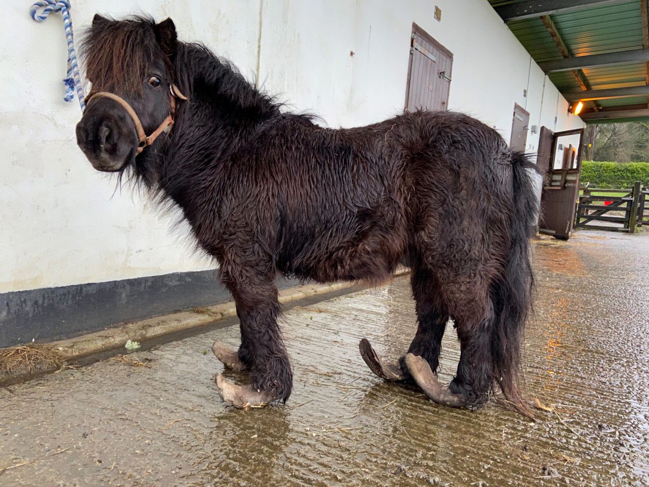 Man fined after pony left with 'severely overgrown hooves'
