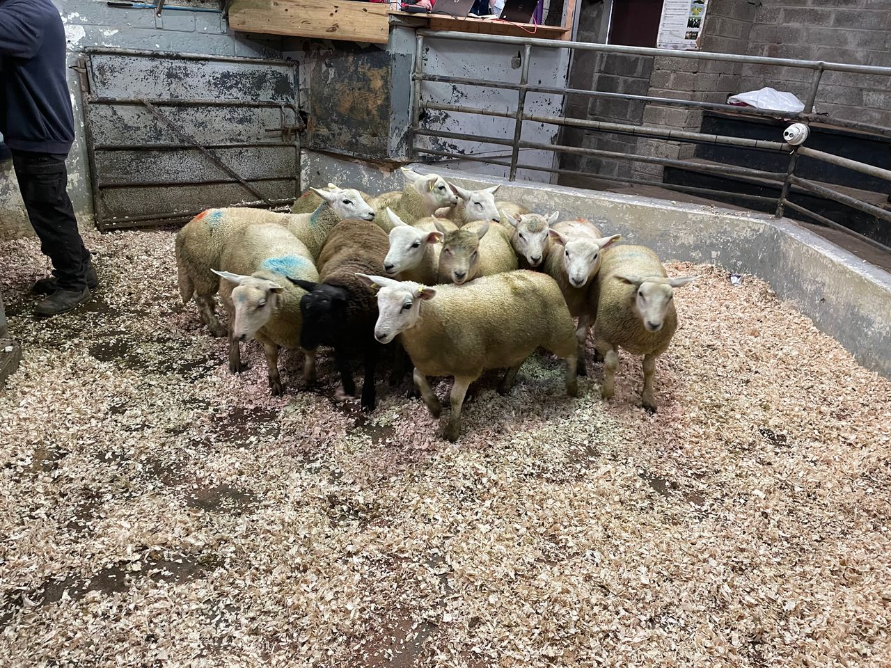 Flying trade for fat and light lambs alike in Ballyjamesduff
