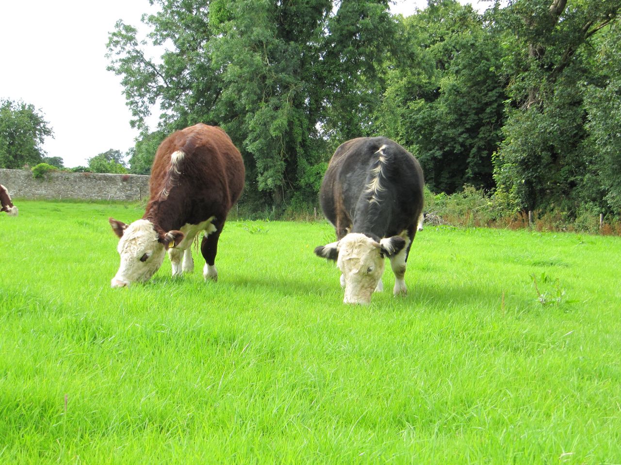 Dawn Meats rolls out new 20c/kg Hereford breed bonus