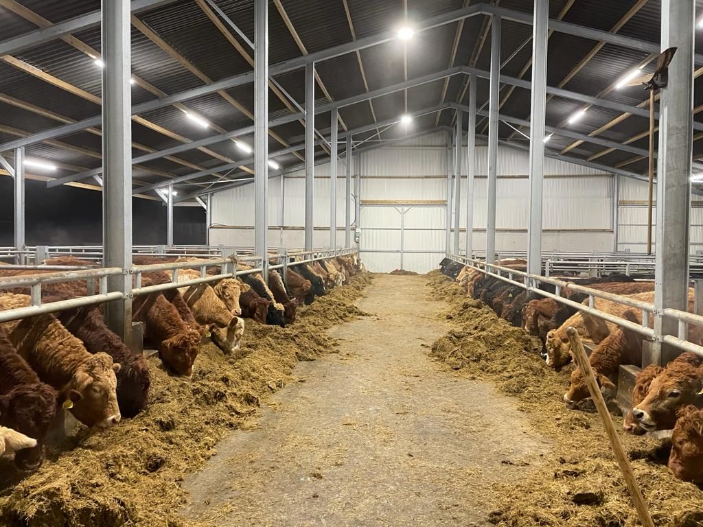 Cattle finishers' income up by 9% in 2022 - survey