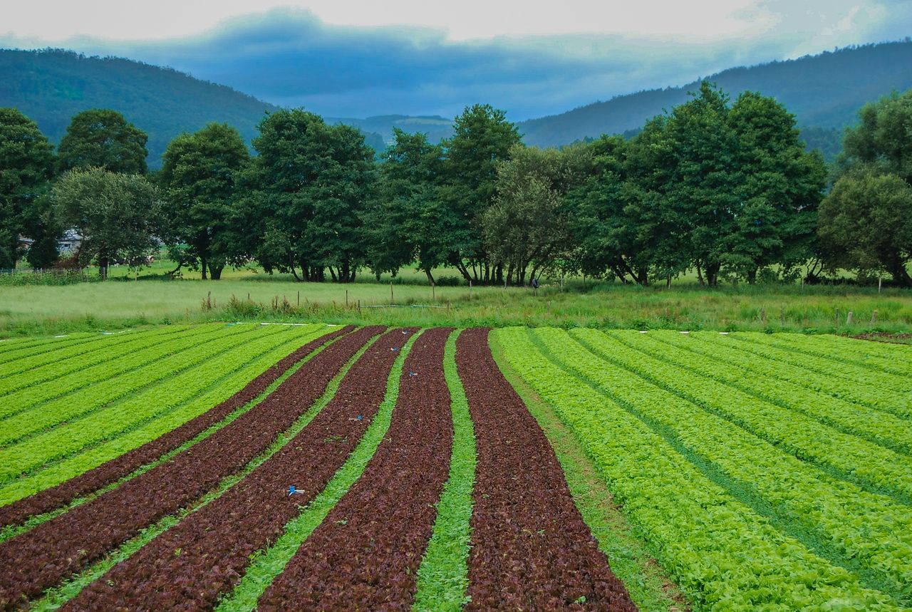 Tillage: Phosphate versus phosphite
