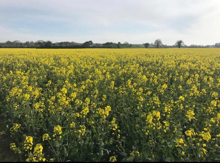 Did you 'HEAR' about this oilseed rape crop?
