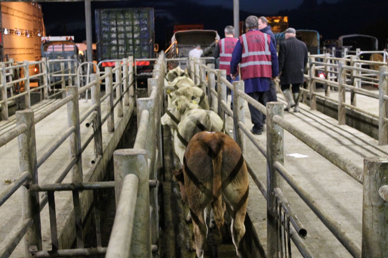 Pics and prices: Exporters drive the trade for weanling bulls at Gort Mart