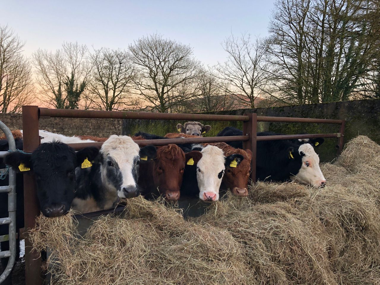 Irish beef prices 44c/kg behind Northern Ireland