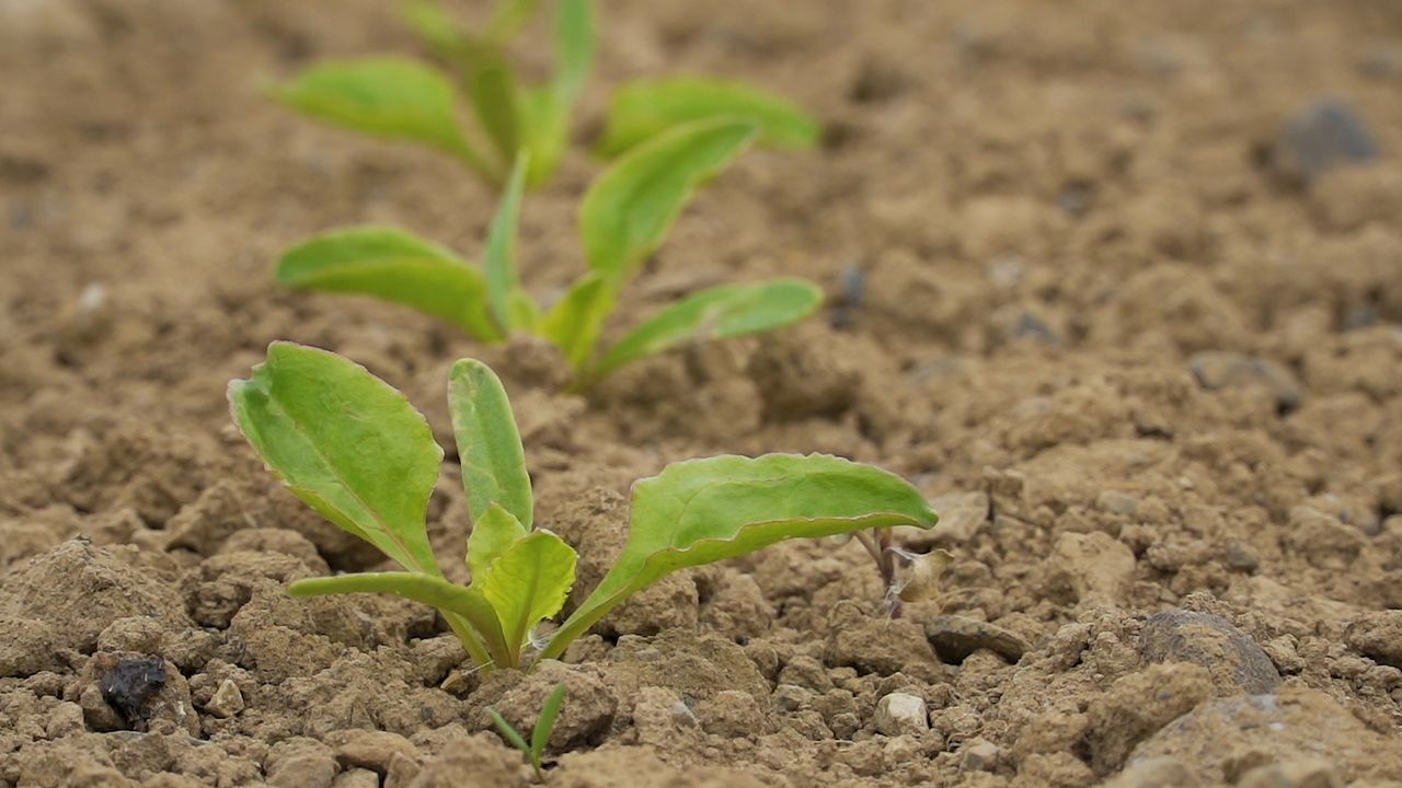 Management priorities for spring-sown crops